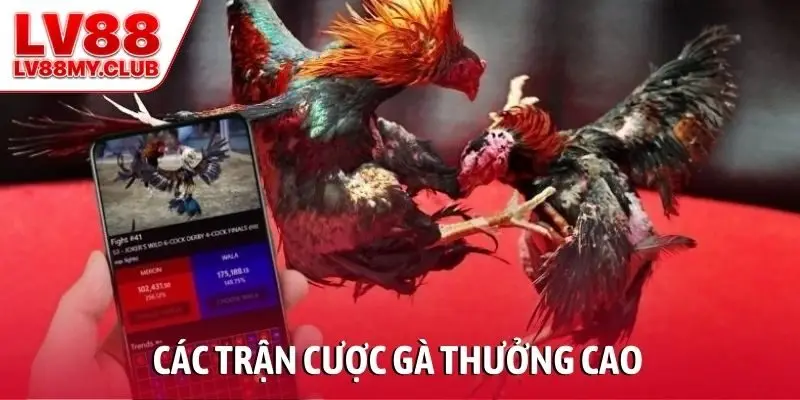 Các trận cược gà thưởng cao