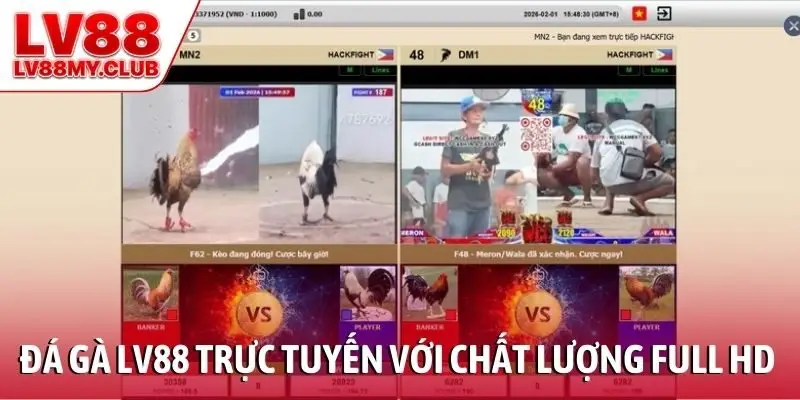 Xem đá gà LV88 trực tuyến với chất lượng full HD